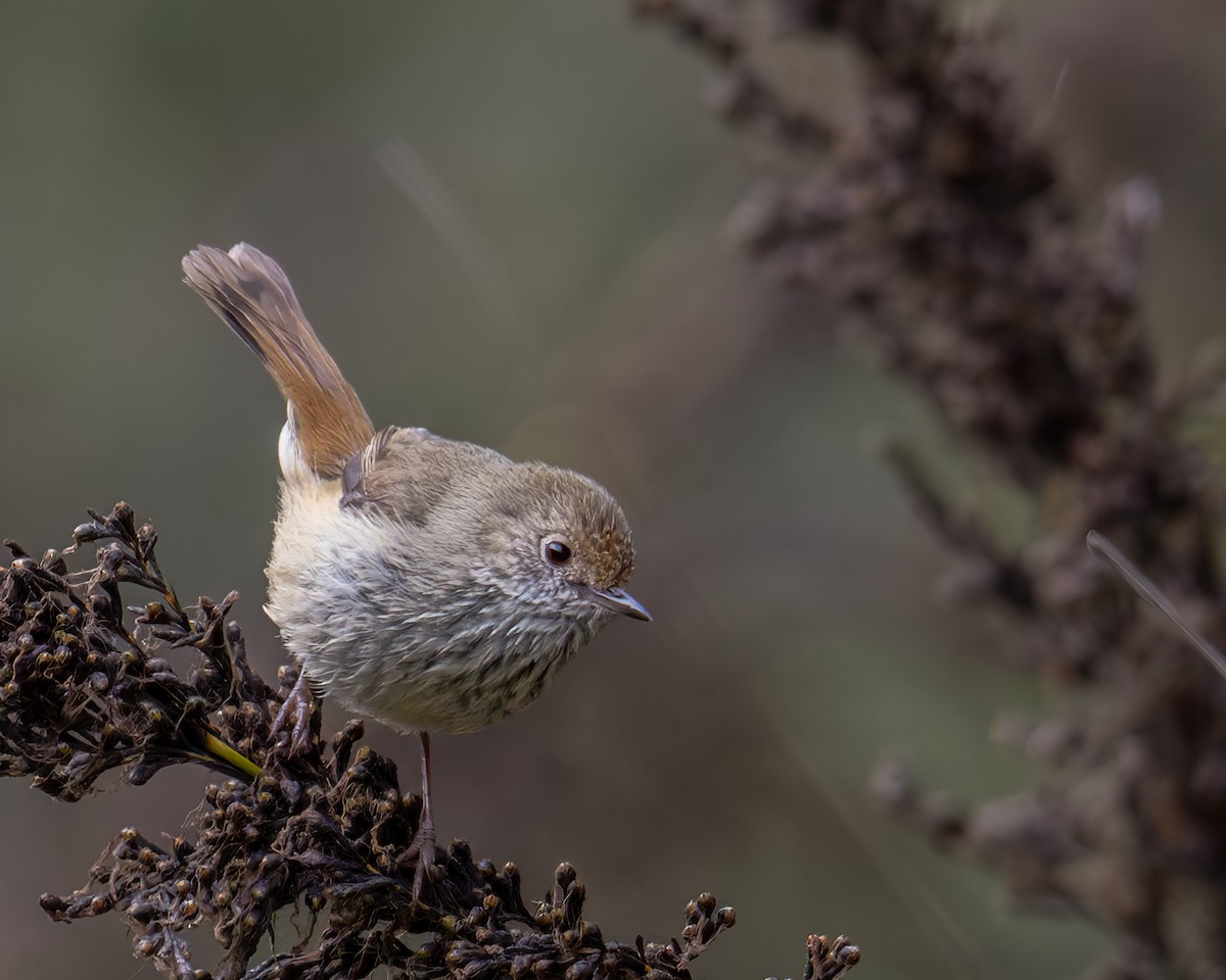 Brown Thornbill - ML610530393