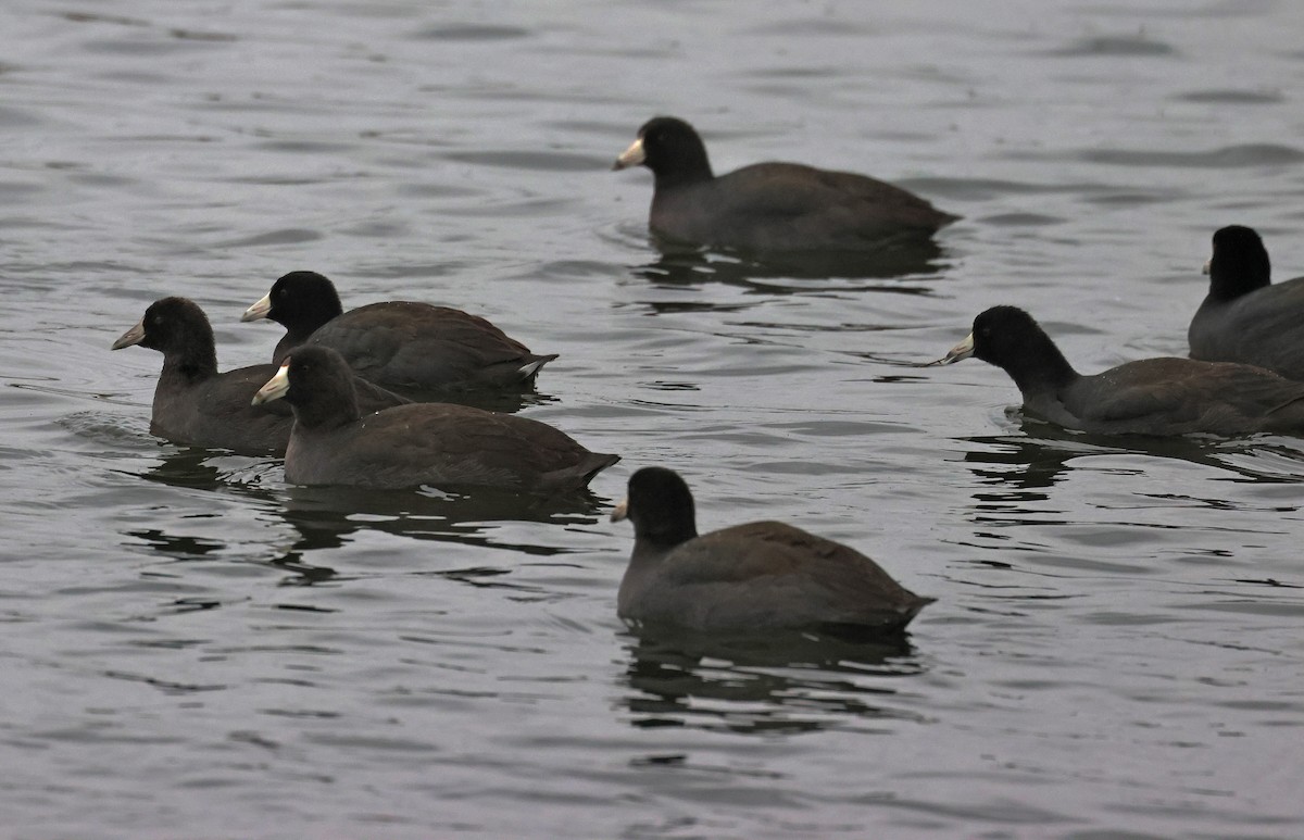 American Coot - ML610530434