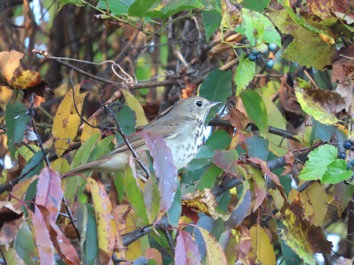 Hermit Thrush - ML610530479