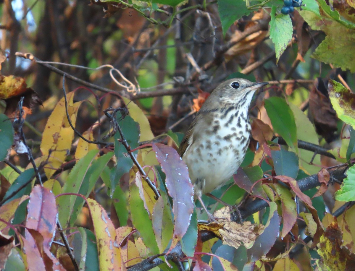 Hermit Thrush - ML610530480