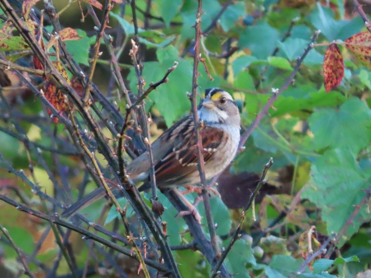 White-throated Sparrow - ML610530483