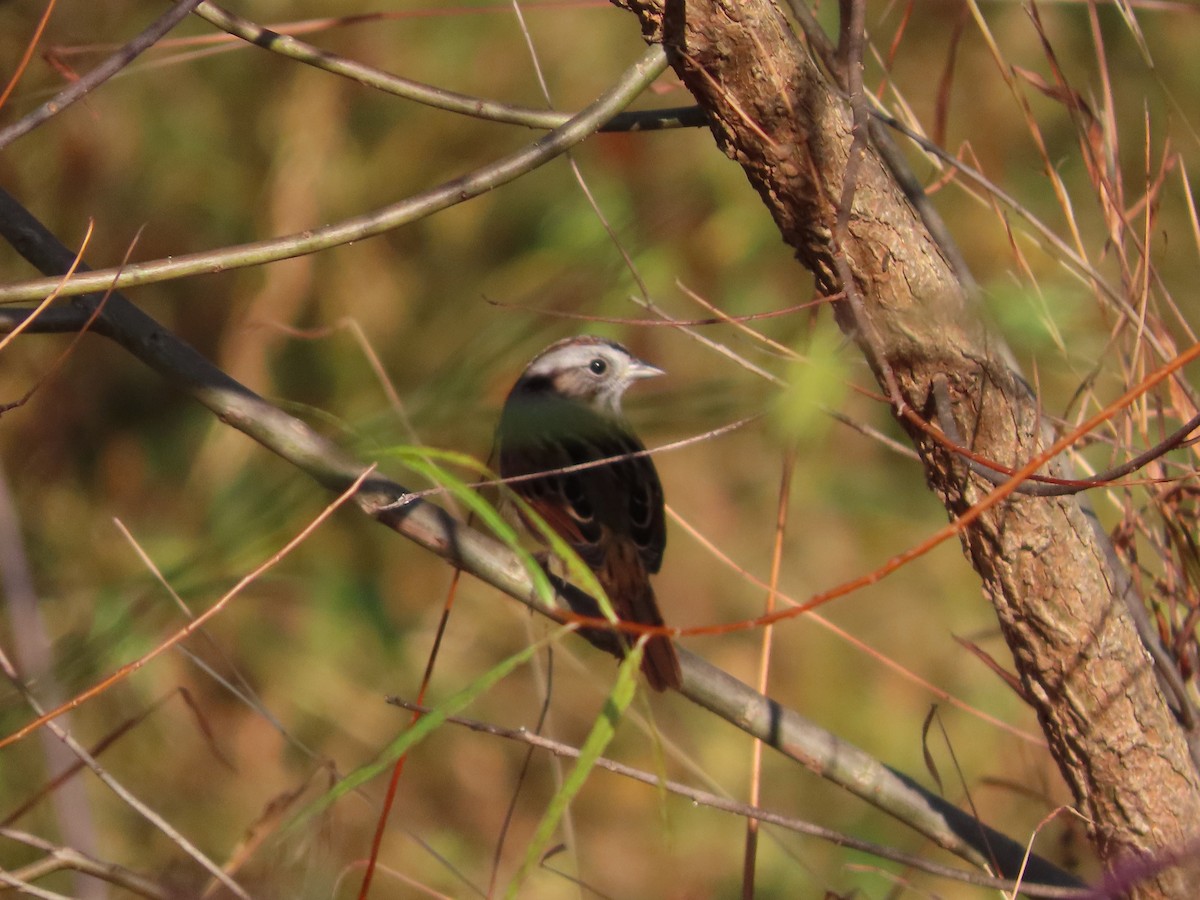 Chingolo Pantanero - ML610530485