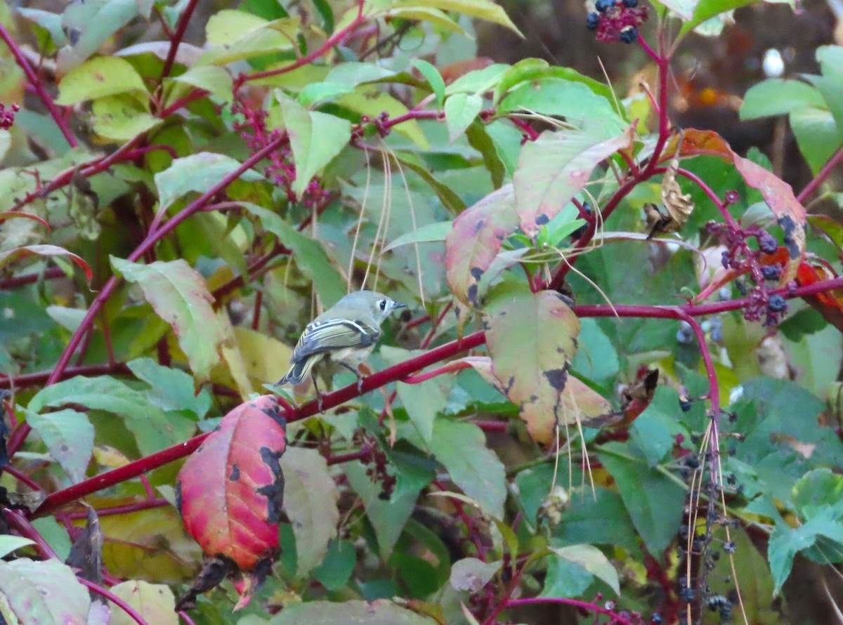 Ruby-crowned Kinglet - ML610530492