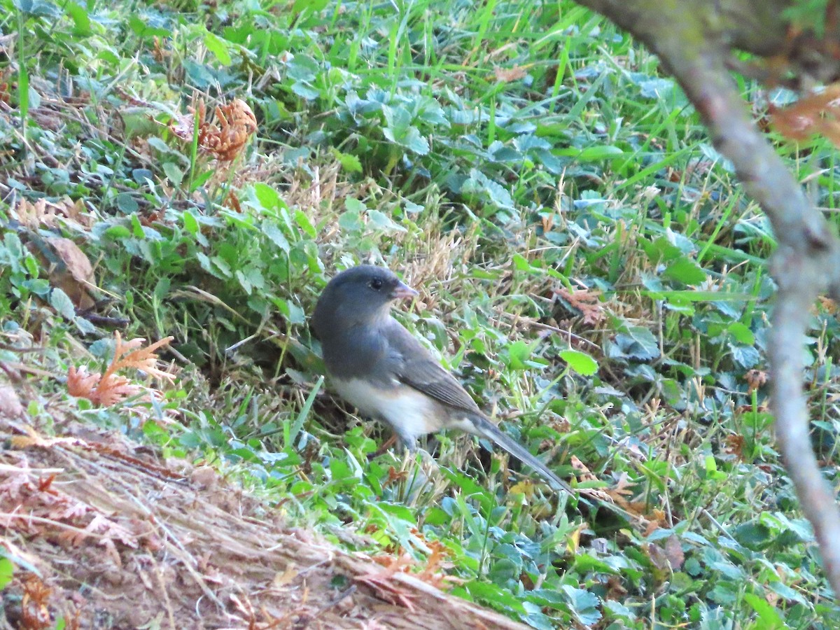 Dark-eyed Junco - ML610530496