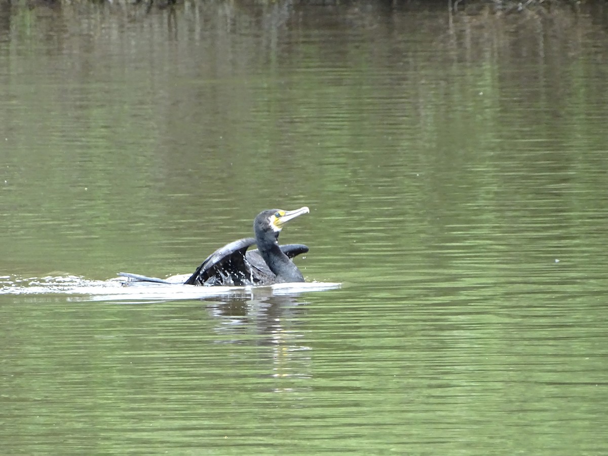 Great Cormorant - ML610530816