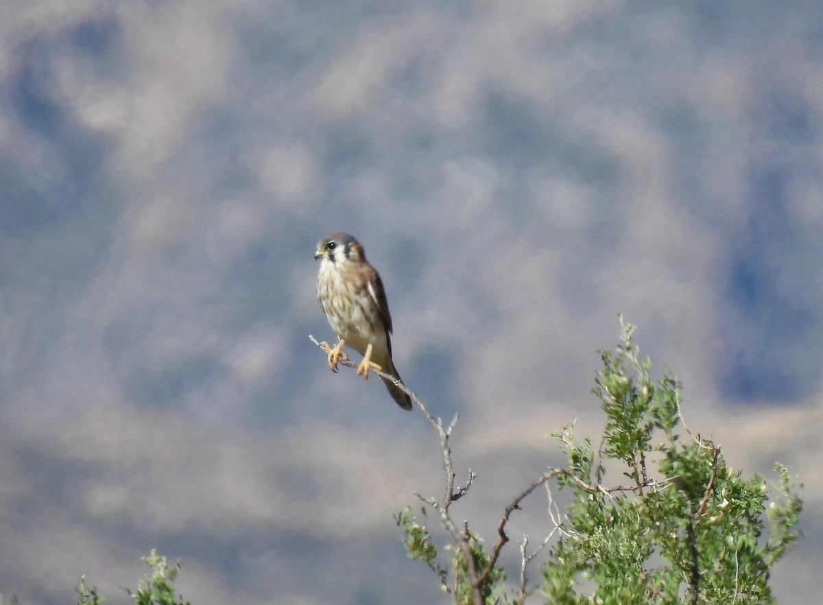 American Kestrel - ML610530912