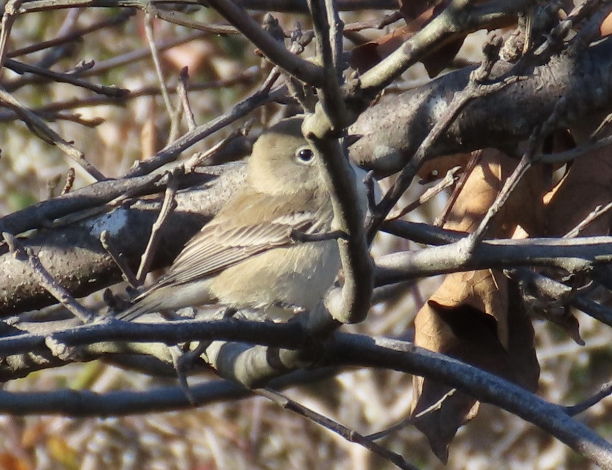 Pine Warbler - ML610530945