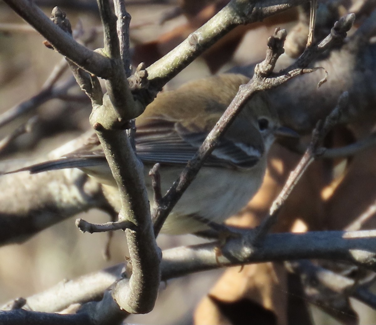 Pine Warbler - ML610530946