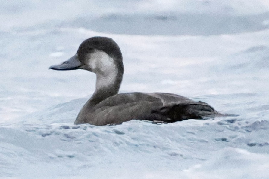 Black Scoter - ML610531029