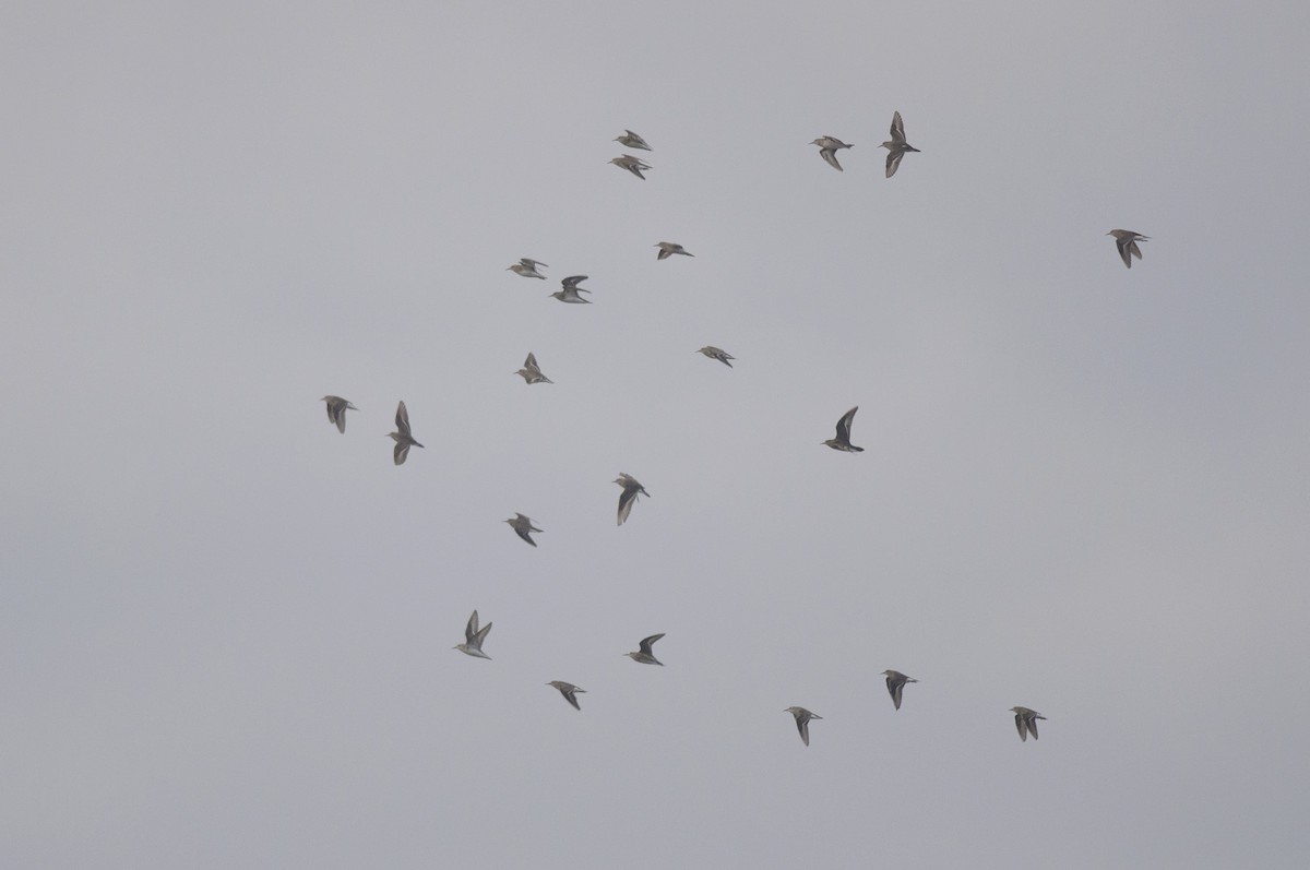 Temminck's Stint - ML610531031