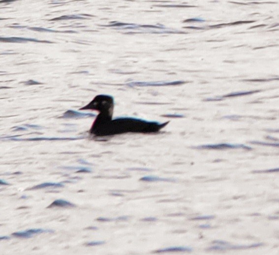 Surf Scoter - ML610531052