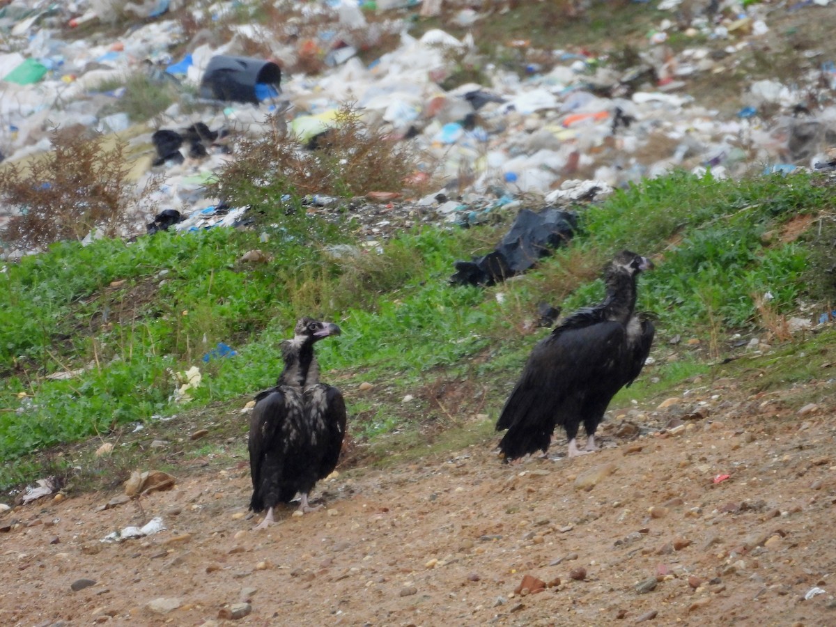 Cinereous Vulture - José Barrueso Franco