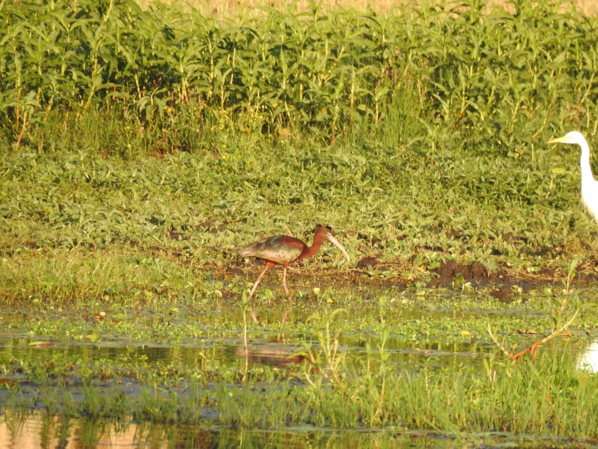 Glossy Ibis - Eliza Scott