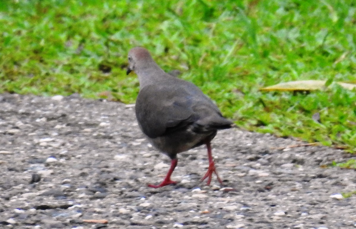 Gray-chested Dove - ML610531169
