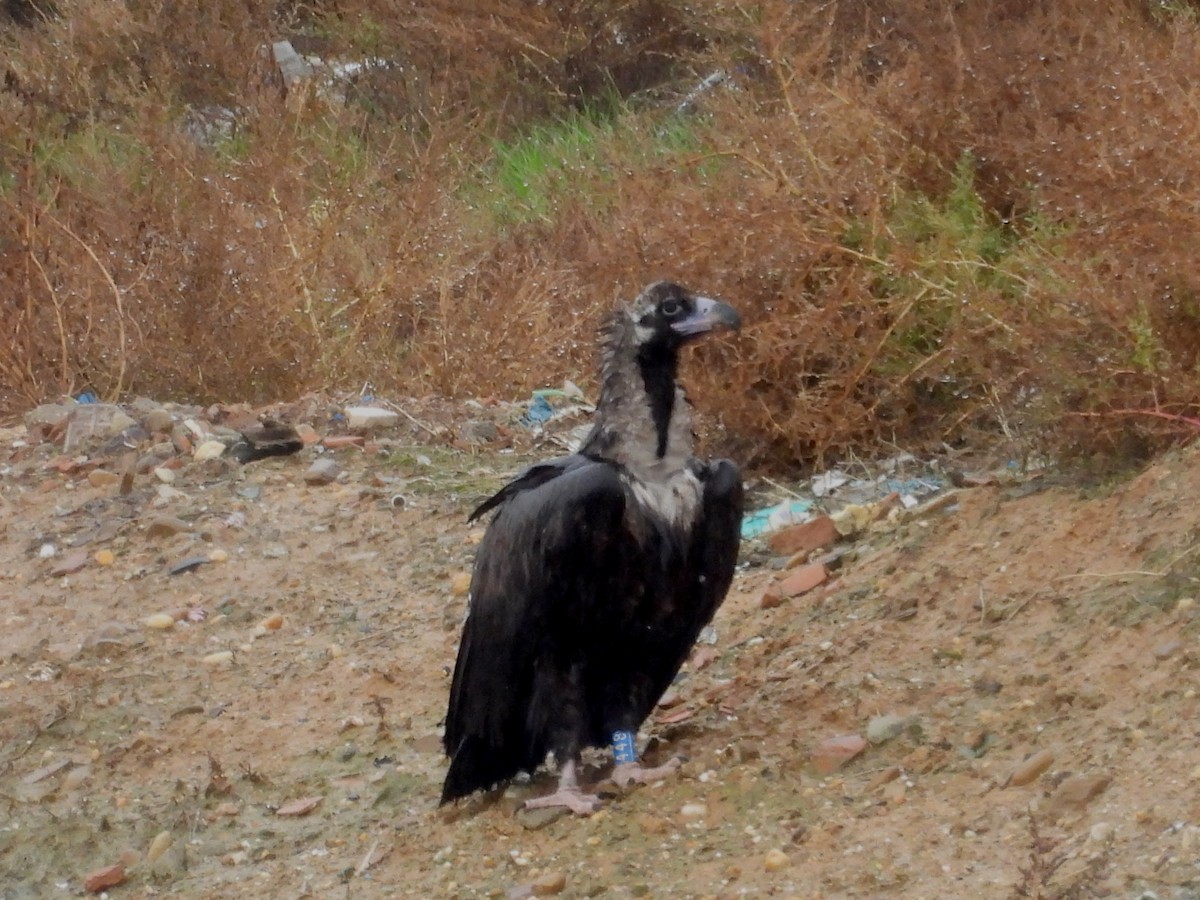 Cinereous Vulture - José Barrueso Franco