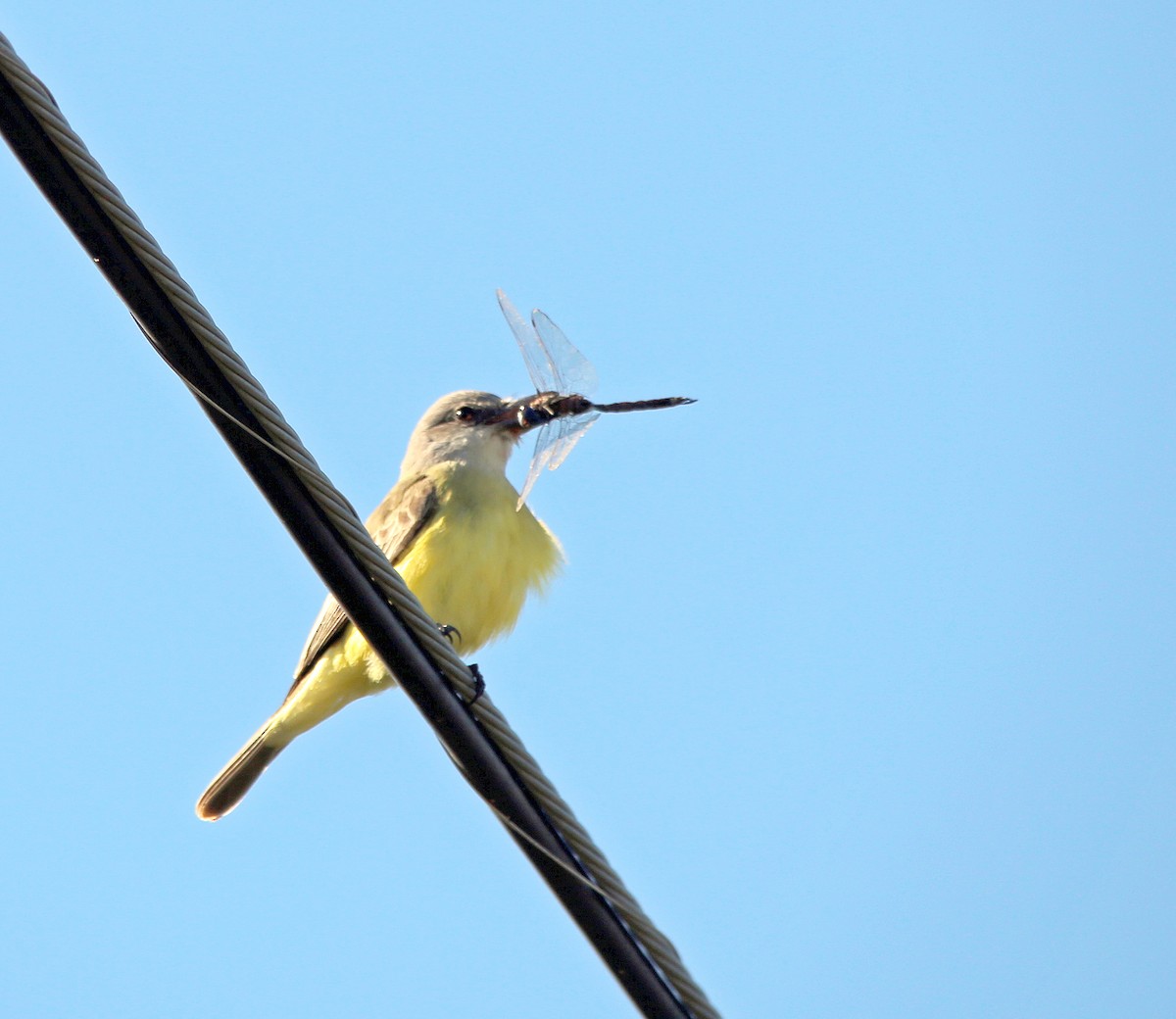 Tropical Kingbird - ML610531261