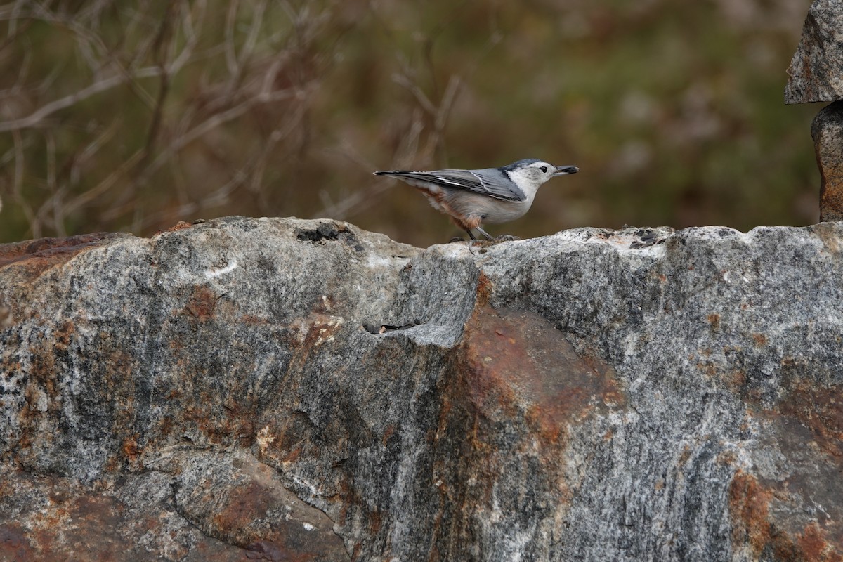 Sittelle à poitrine blanche - ML610531347