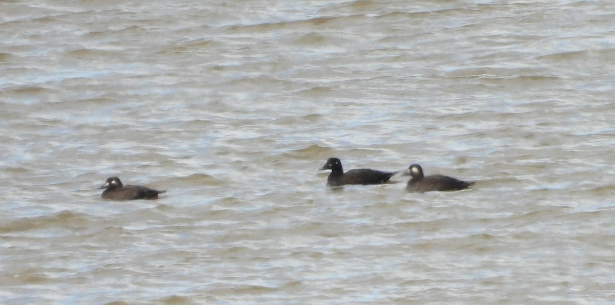 White-winged Scoter - ML610531349