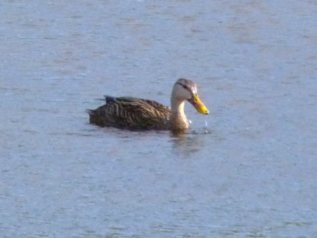 Mottled Duck - ML610531351