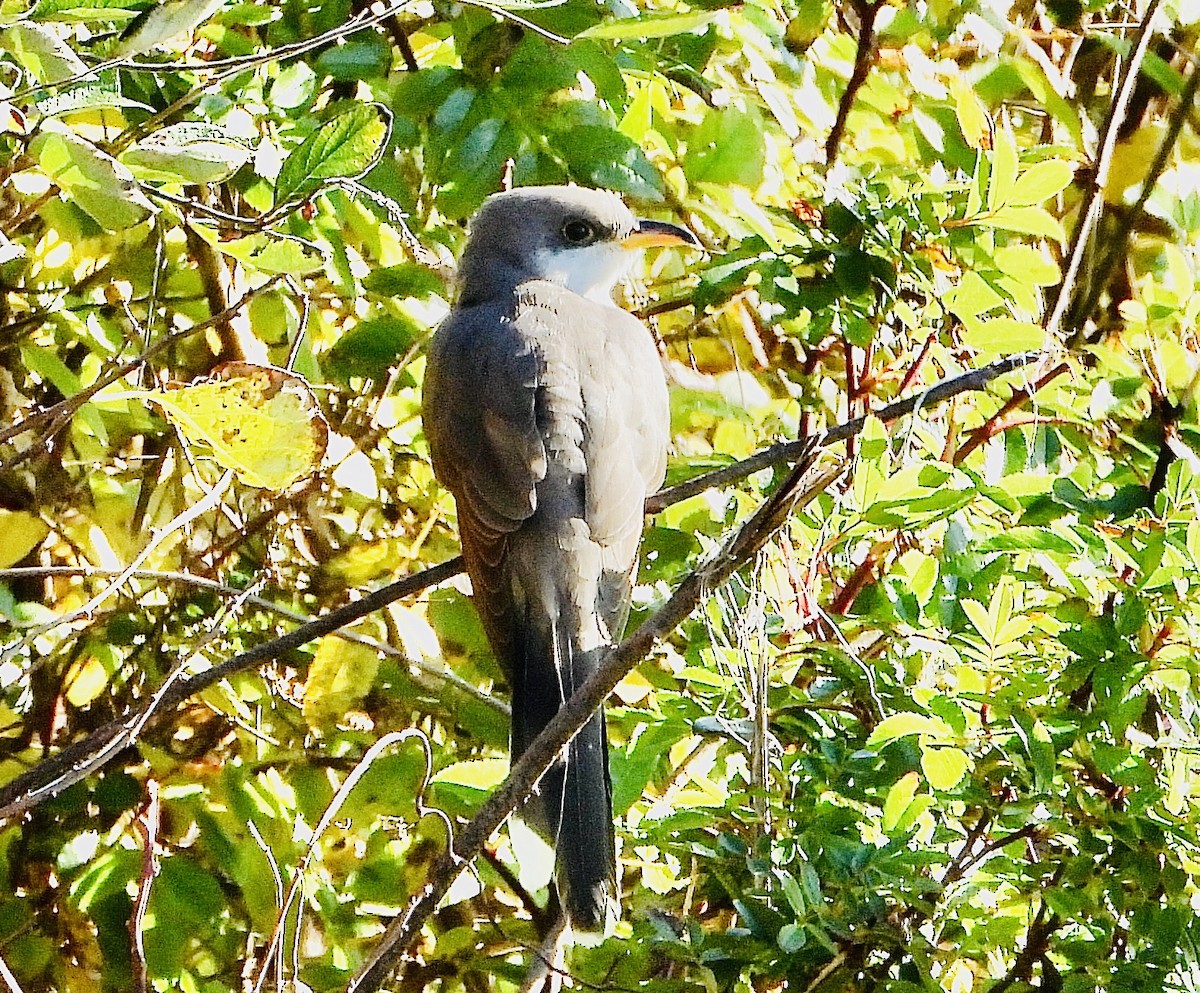 Yellow-billed Cuckoo - ML610531388