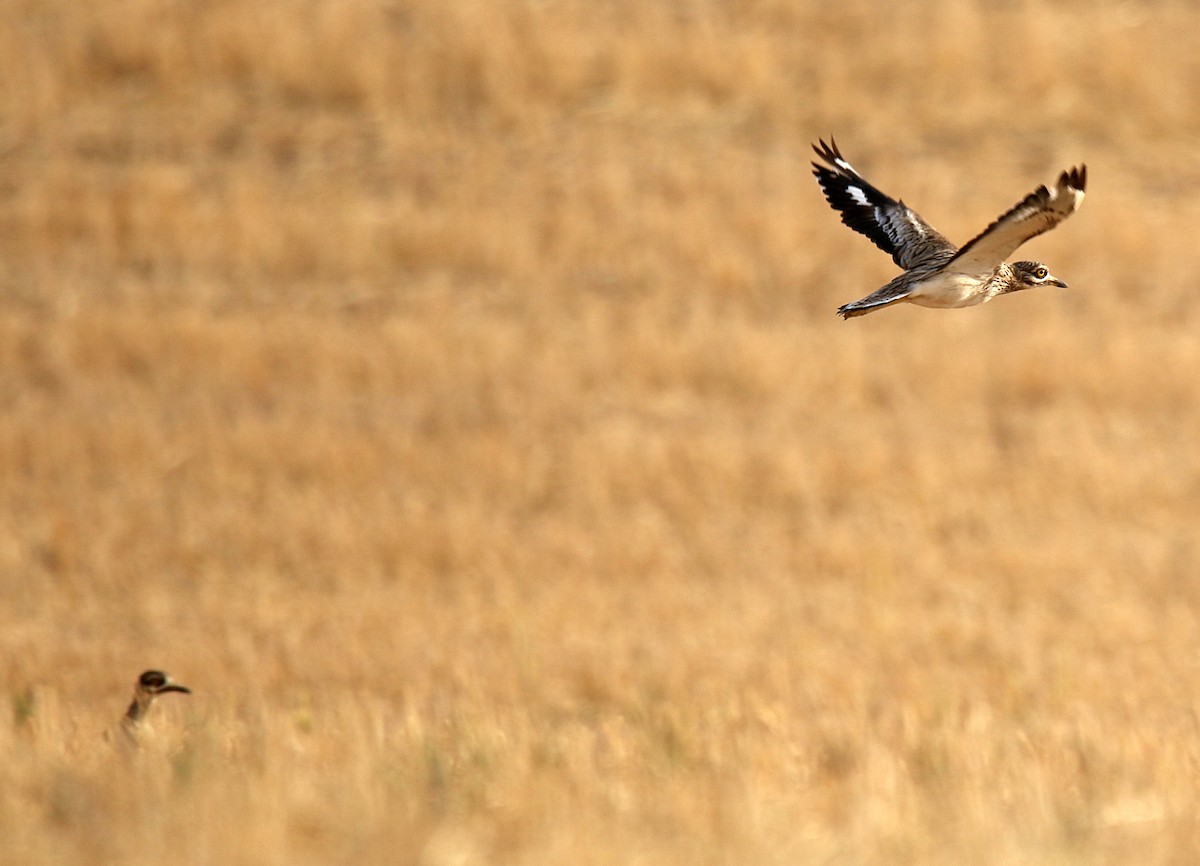 Eurasian Thick-knee - ML610531390