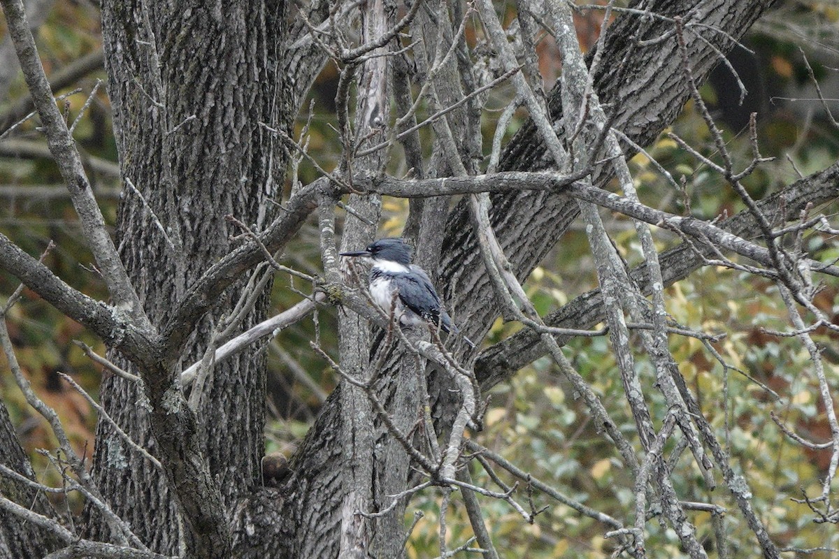 Belted Kingfisher - ML610531396