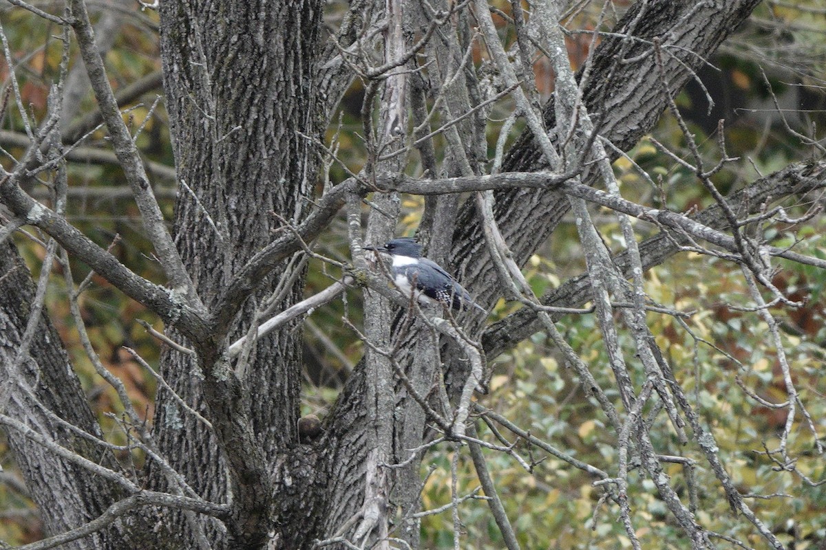 Belted Kingfisher - ML610531397