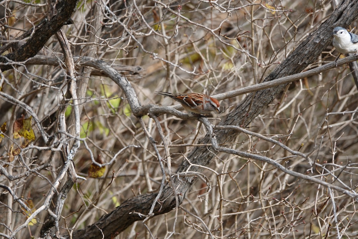 American Tree Sparrow - ML610531402