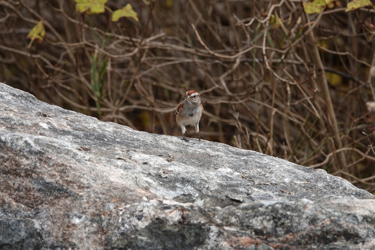 American Tree Sparrow - ML610531405