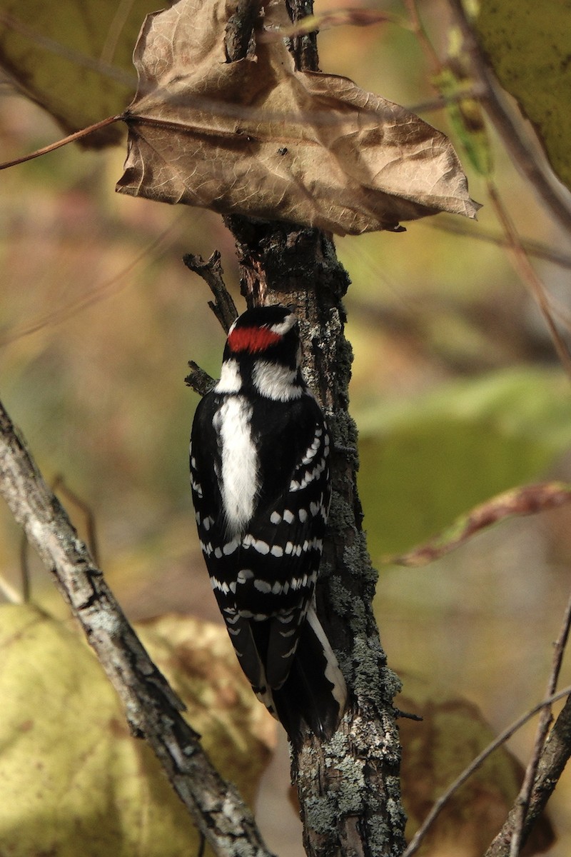 Downy Woodpecker - ML610531409