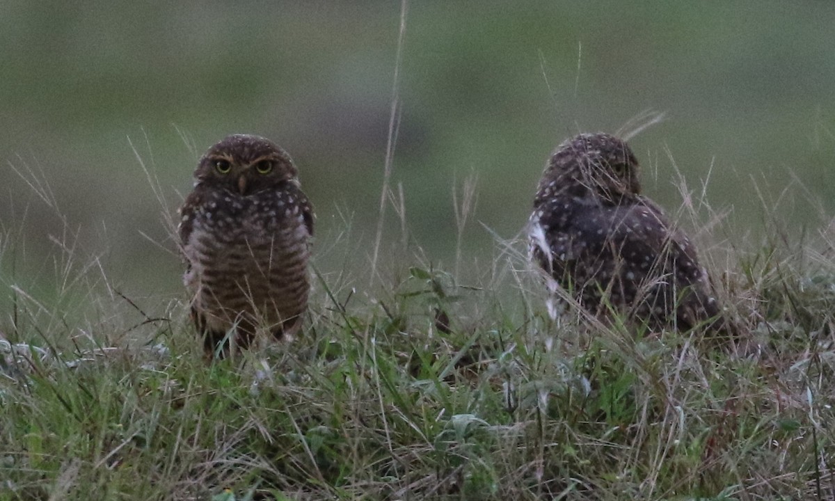 Burrowing Owl - Don Coons