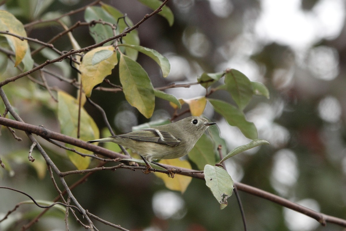 Ruby-crowned Kinglet - ML610531425