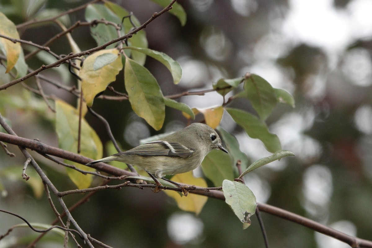 Ruby-crowned Kinglet - ML610531426