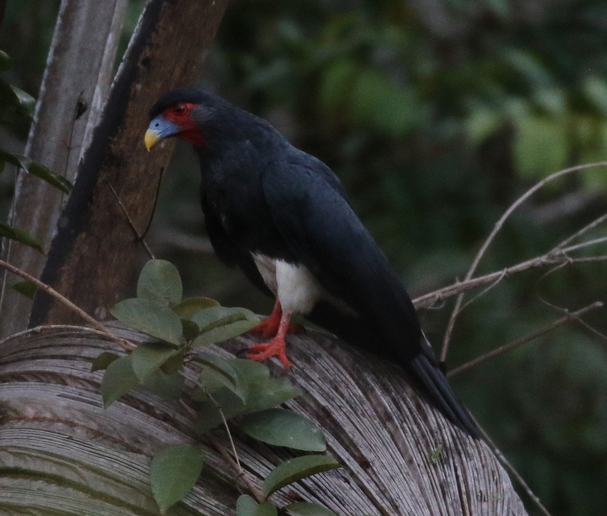 Caracara à gorge rouge - ML610531472