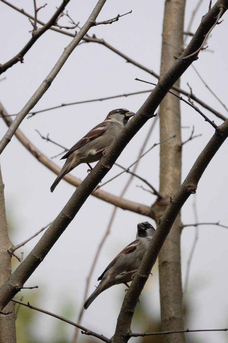 House Sparrow - ML610531480