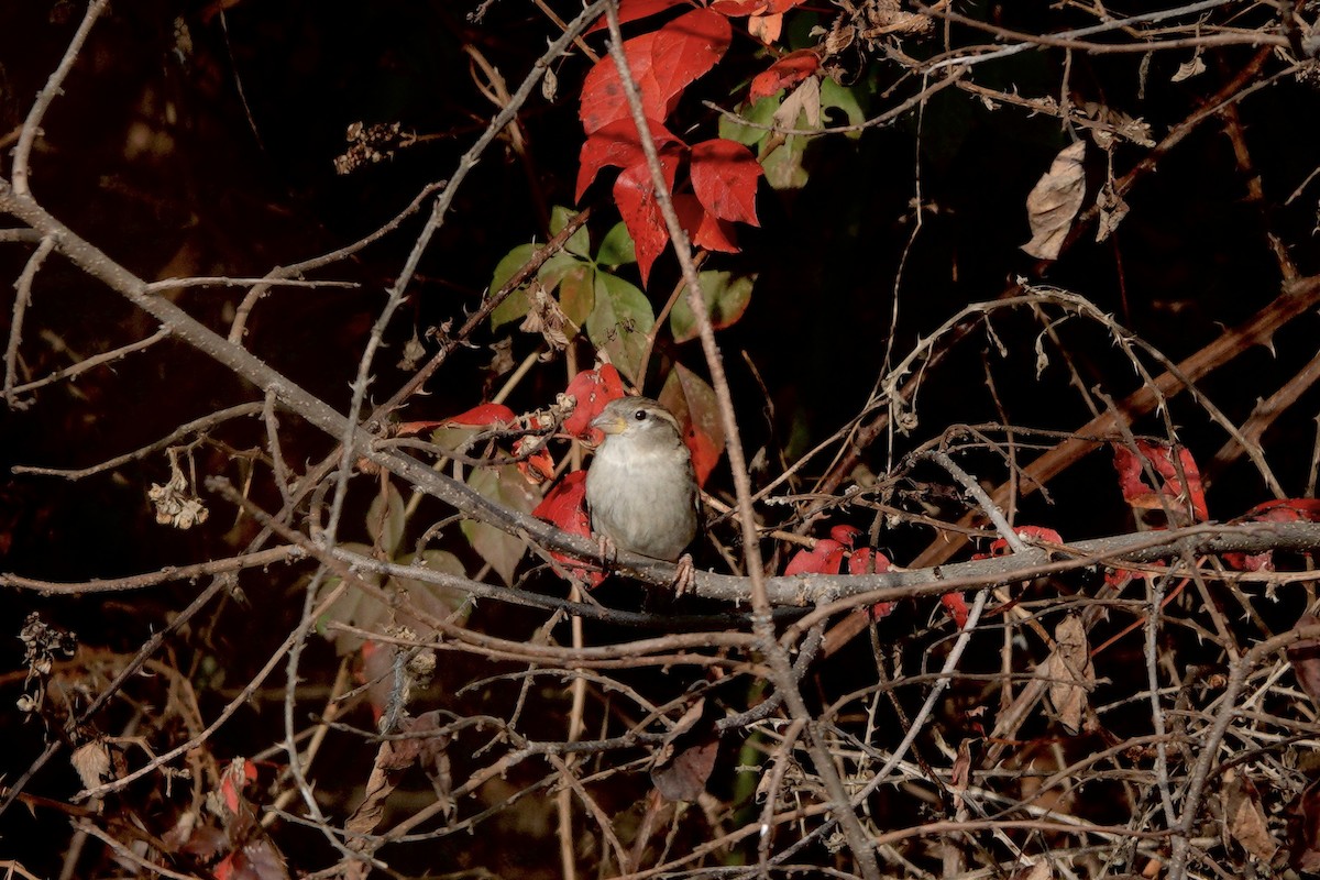 House Sparrow - ML610531482