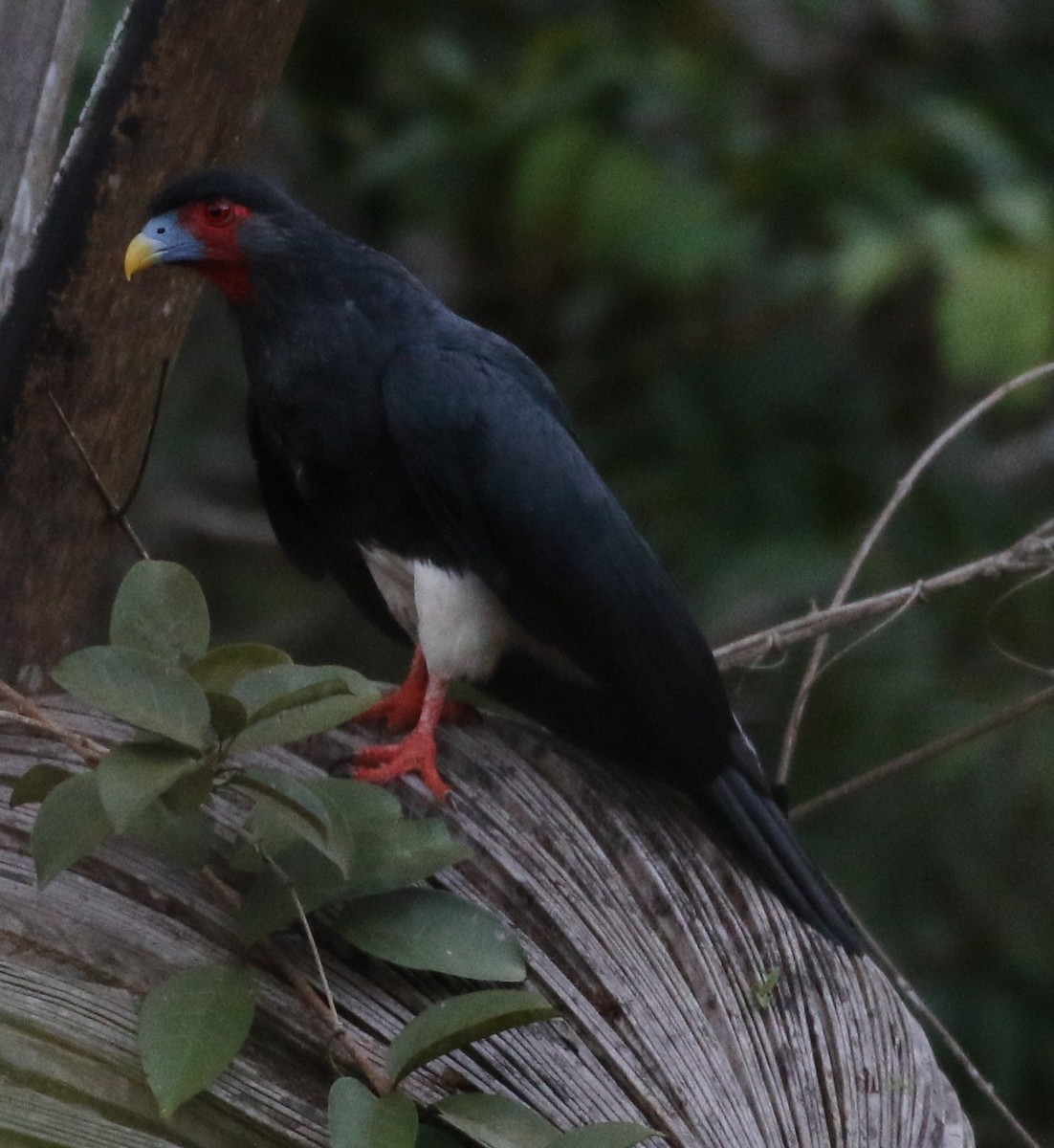 Red-throated Caracara - ML610531496