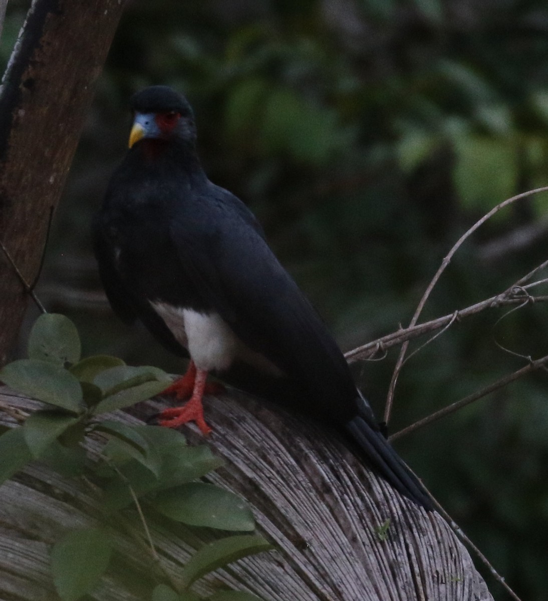 Caracara à gorge rouge - ML610531524