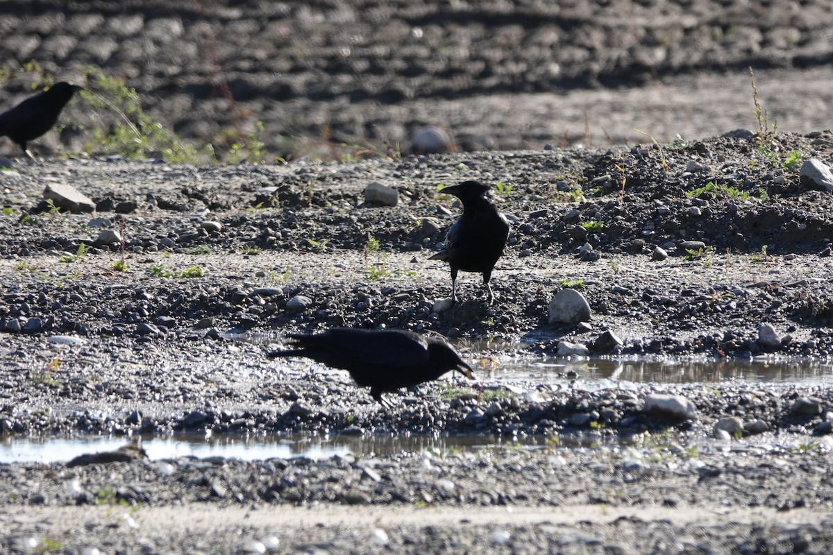 American Crow - Glenda Jones