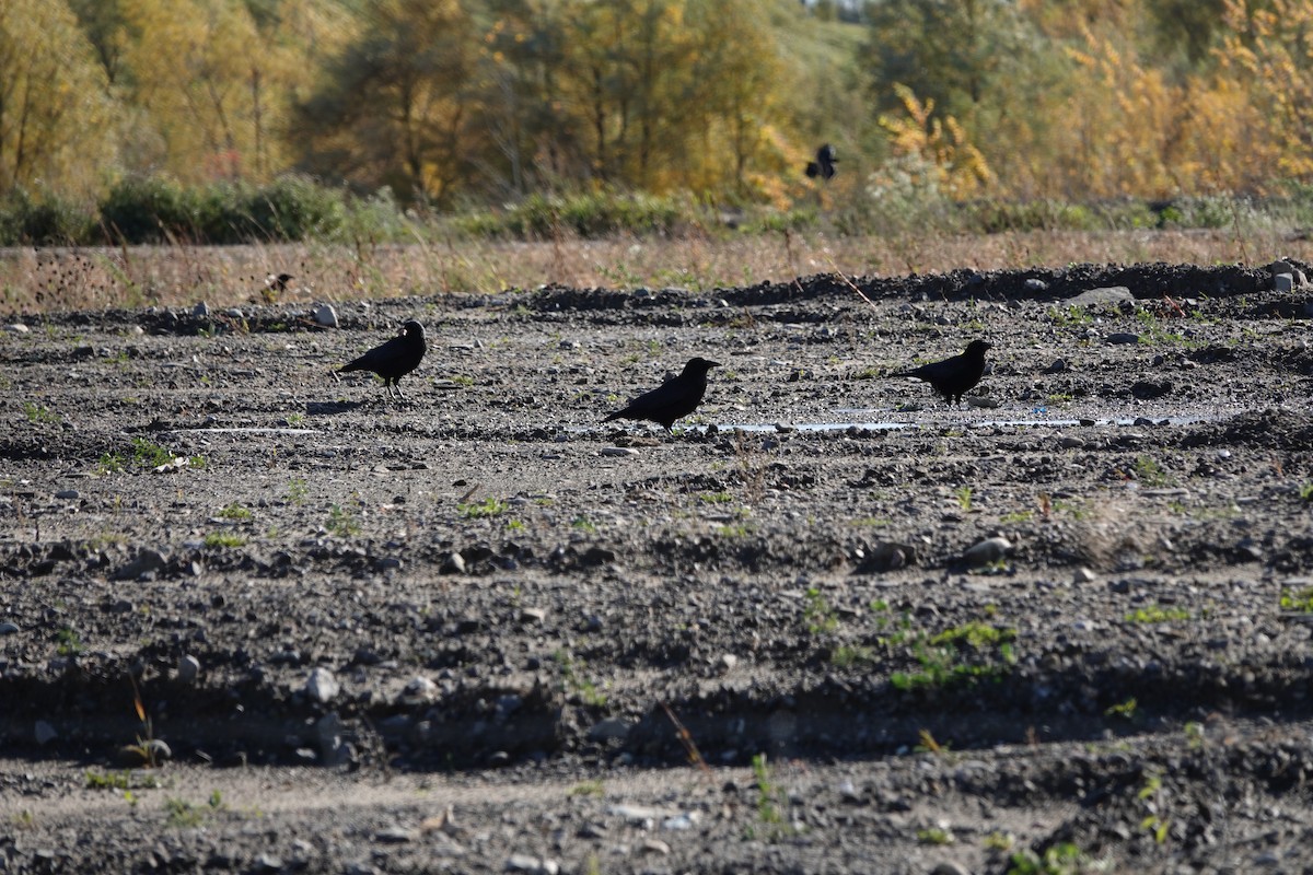 American Crow - ML610531528