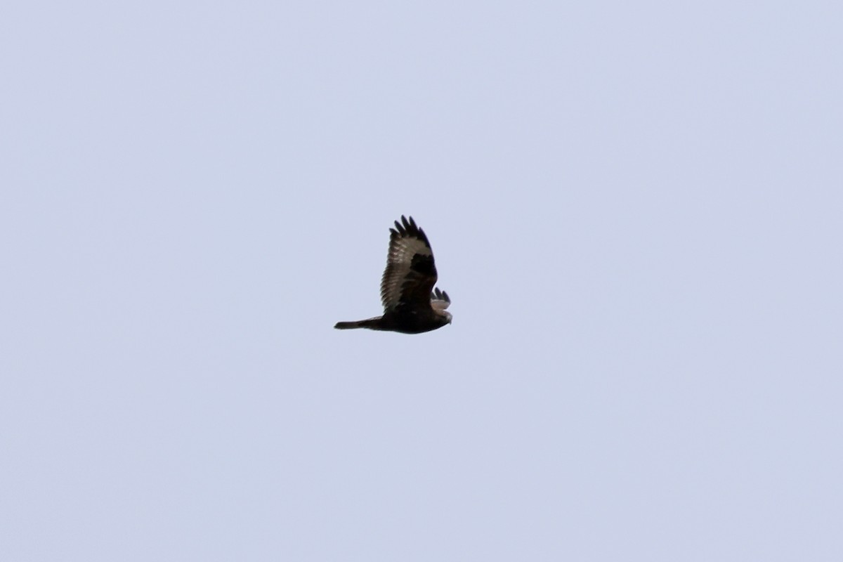 Rough-legged Hawk - ML610531571