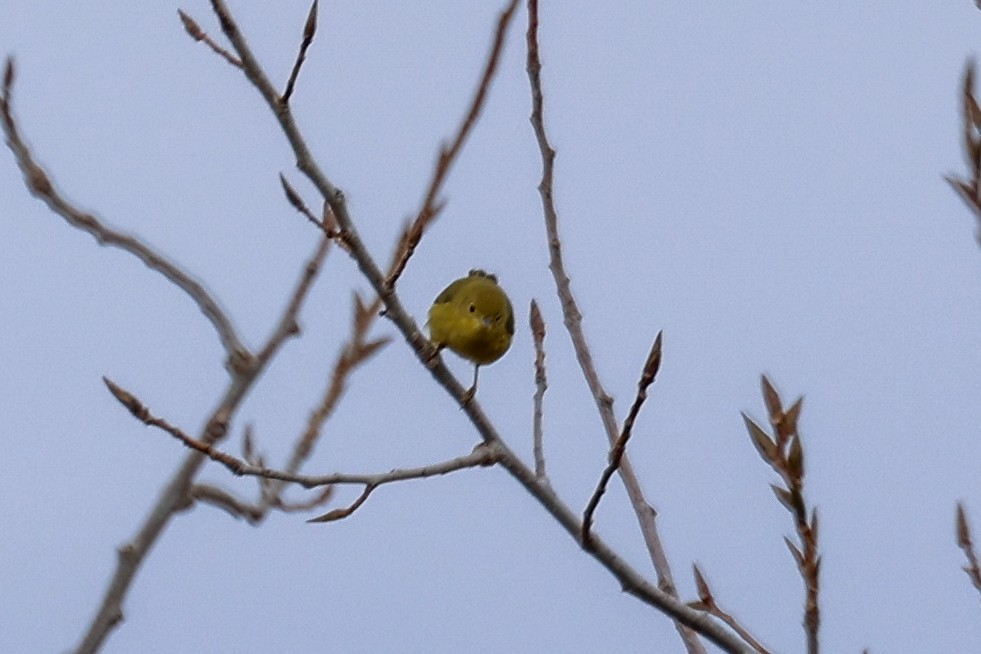 Northern Yellow Warbler - ML610531585