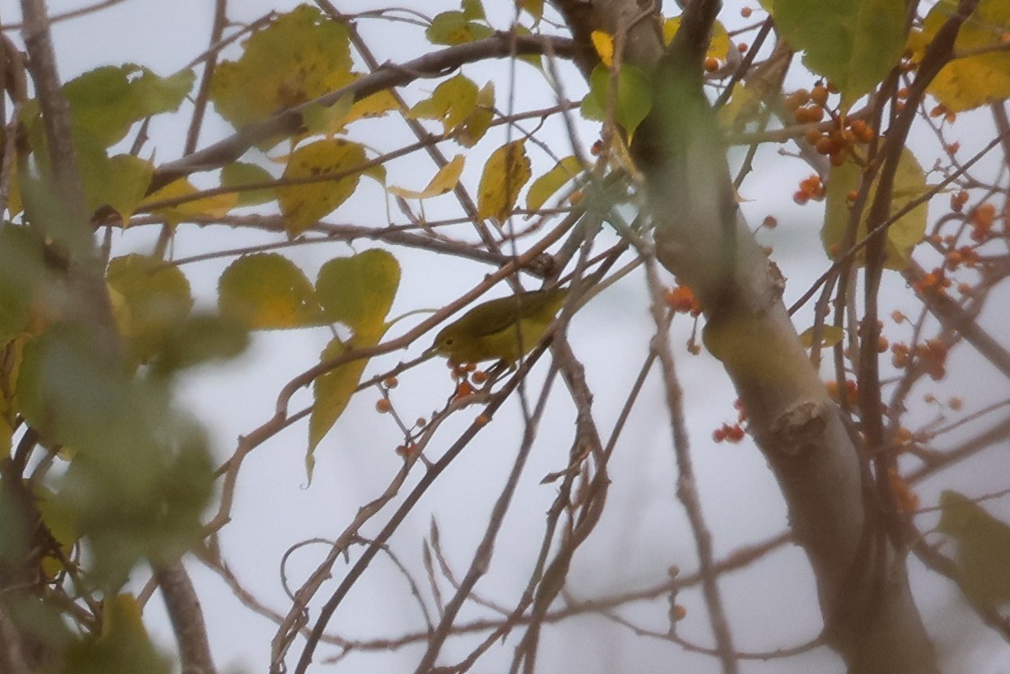 Northern Yellow Warbler - ML610531586