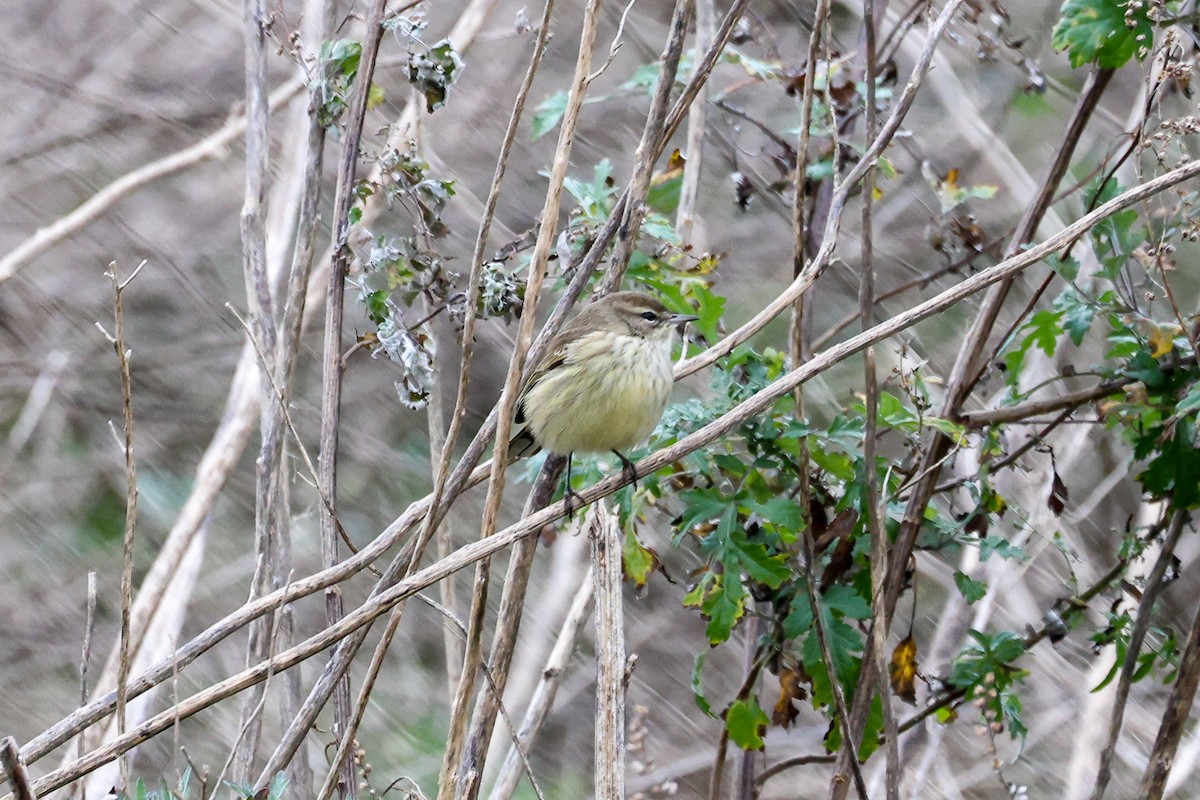 Palm Warbler - ML610531588