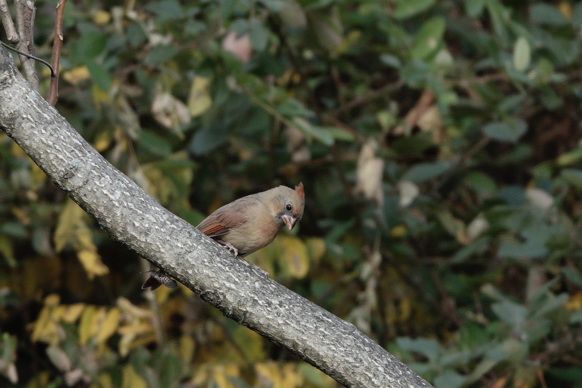 Northern Cardinal - ML610531621