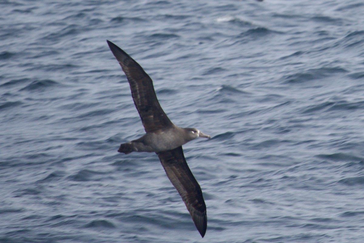 Black-footed Albatross - ML610531673