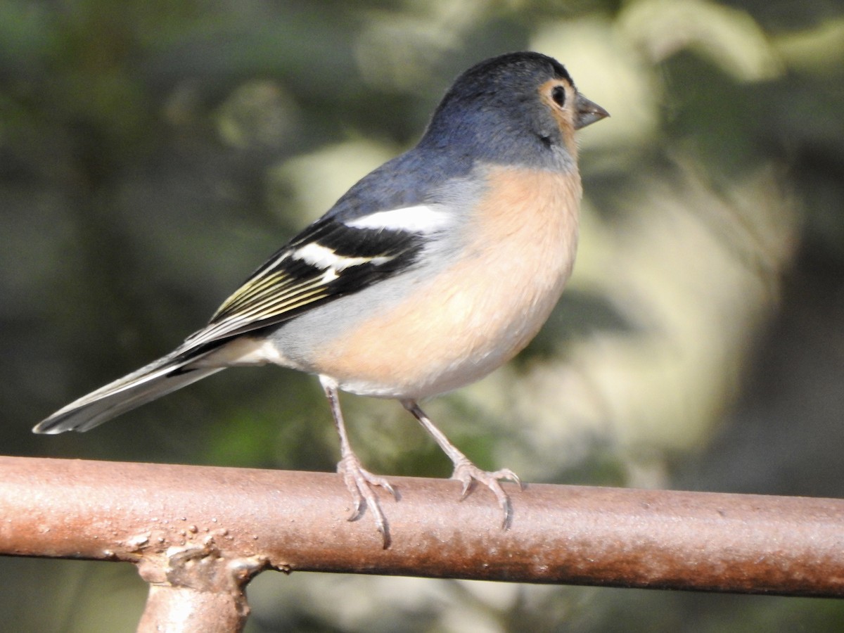 Canary Islands Chaffinch (Canary Is.) - ML610531696
