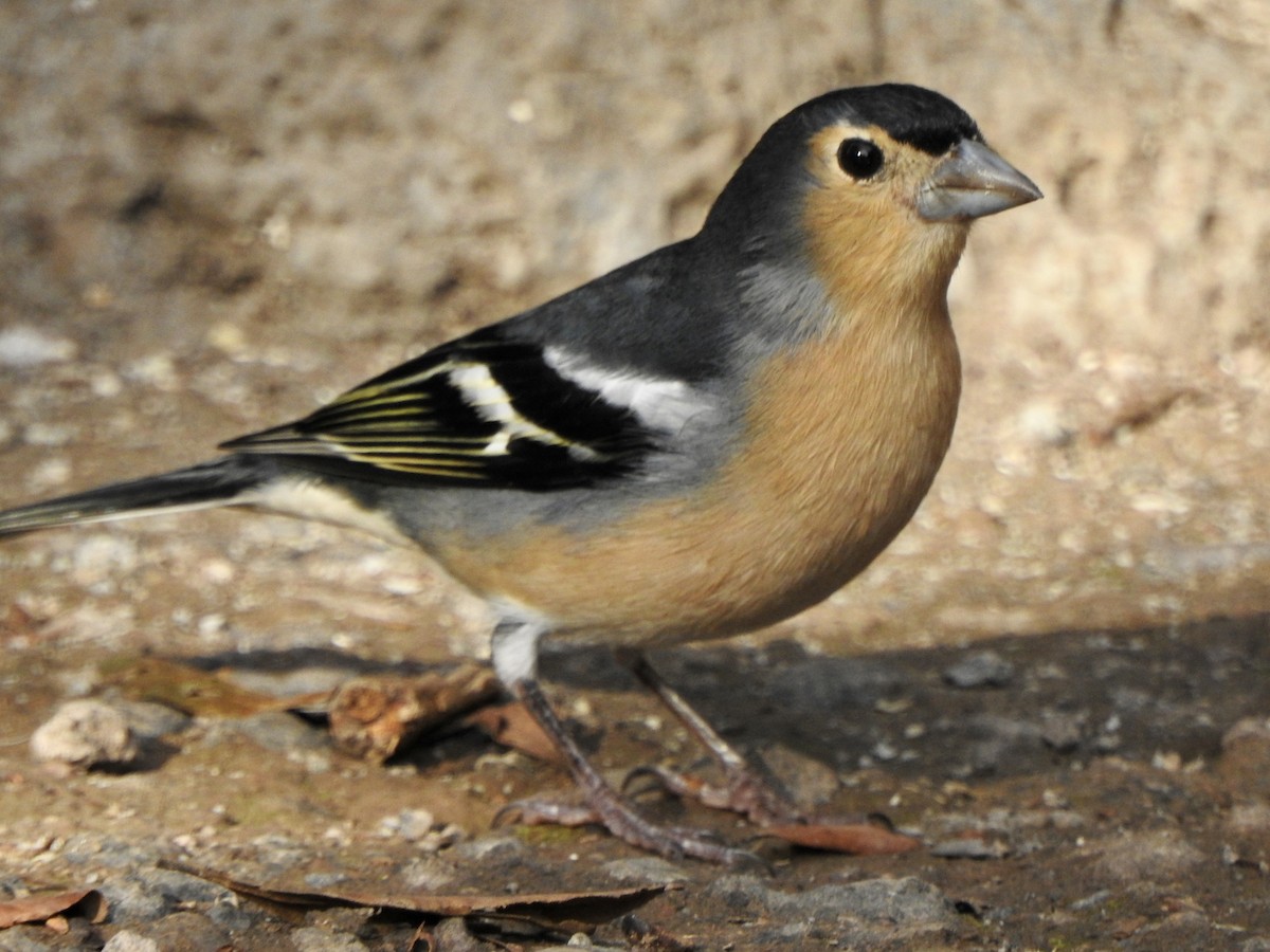 Canary Islands Chaffinch (Canary Is.) - ML610531697