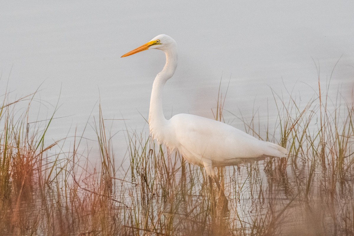 Great Egret - Angela Granchelli