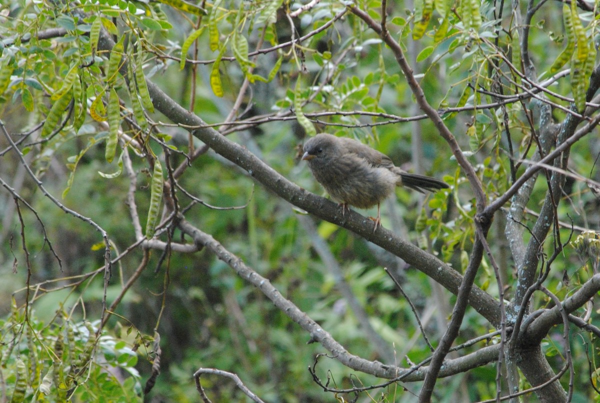 Tucuman Mountain Finch - ML610531781